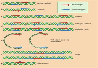 Emerging role of lncRNAs in drug resistance mechanisms in head and neck squamous cell carcinoma